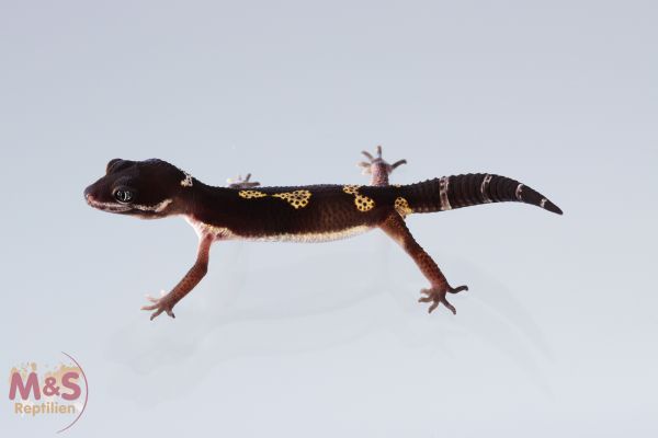 Black Night Leopardgecko NZ´20E. macularius (Originalbild)