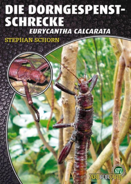 Die Dorngespenstschrecke, Eurycantha calcarata (Stephan Schorn)