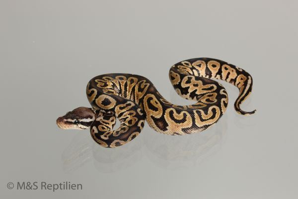 0.1 (Female) Green Pastel Königspython NZ´M&amp;S´16 Python regius