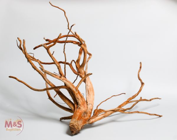 ''Lagune''Driftwood (Treibholz ) ''Hibiscus tiliaceus'' 40-60 cm (small)