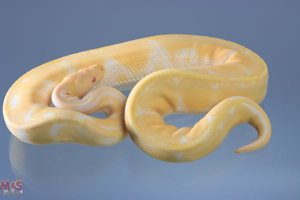 1.0 (Male) Albino Spider Königspython NZS´18 Python regius