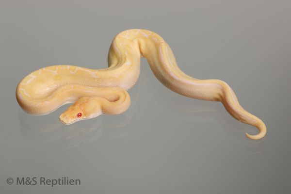 0.1 (Female) Albino Champagne Königspython NZ´M&S´16 Python regius