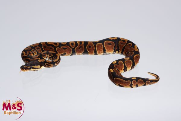 1.0 (Male) Africa Odd ( YELLOW BELLY ) Königspython FZ´22 Python regius