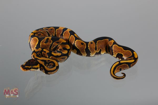 0.1 (Female) poss Gravel Königspython NZ´M&amp;S´18 Python regius
