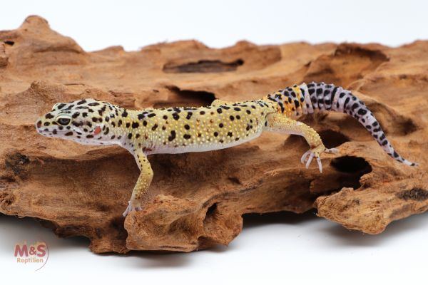 1.0 (Male) Classic Leopardgecko NZ´ 21 ( subadult ) E. macularius (Symbolbild)