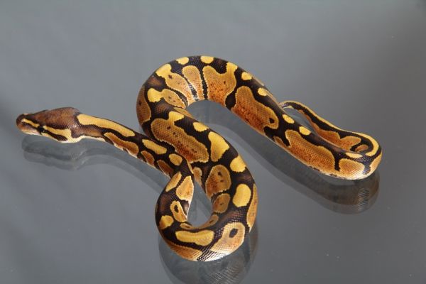 Female (0.1) Orange Ghost,FZ´14 Python regius