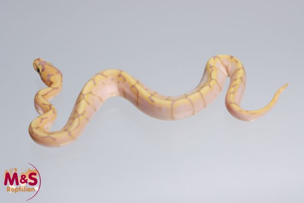 1.0 (Male) Coral Glow (Banana) - Spider Königspython NZ´M&S´22 Python regius