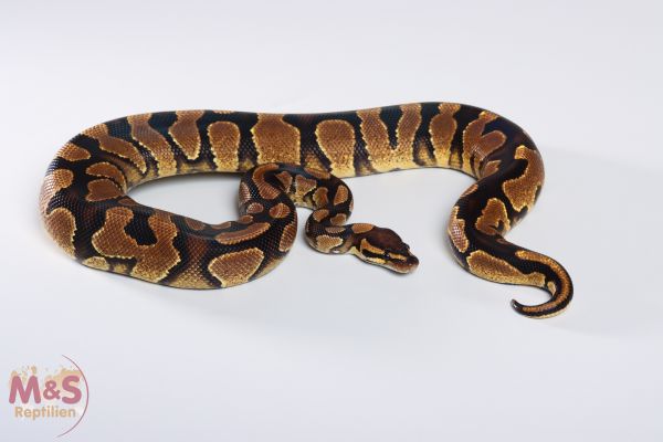 1.0 (Male) Gravel Königspython NZ´18 Python regius