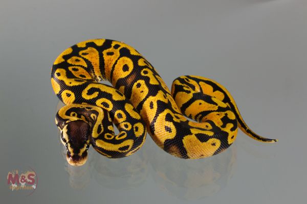 0.1 (Female) Gravel-Pastel Königspython NZ´M&amp;S´19 Python regius