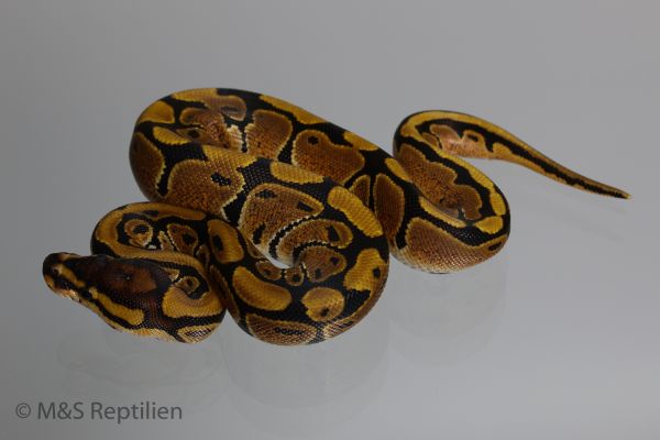 0.1 (Female) Specter Königspython NZ´M&amp;S´16 Python regius