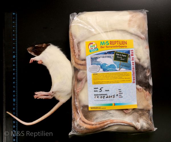 1 (eine) Ratte large, gefroren, ca. 150-220g