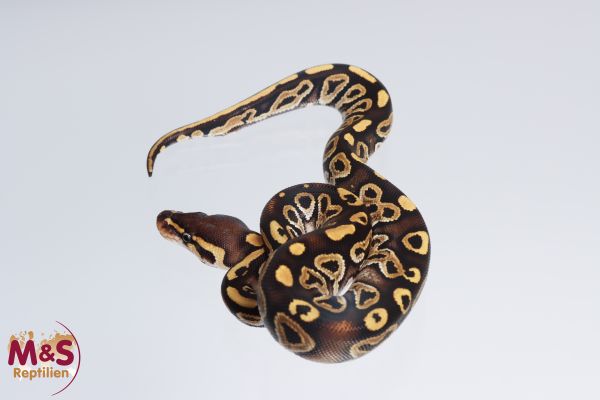 0.1 (Female) Mojave Königspython DNZ´22 Python regius