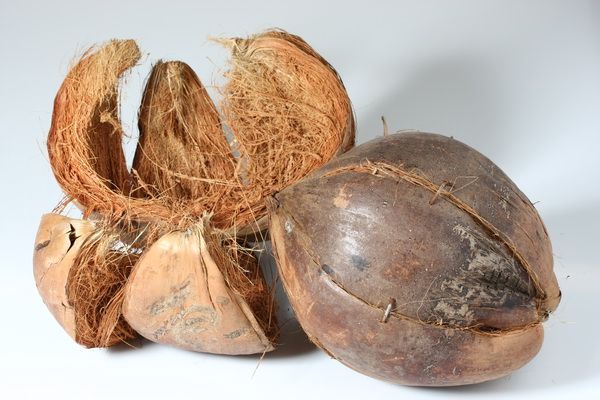 Kokosnussschale / Coconutshell