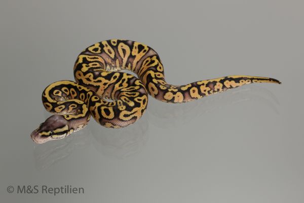 0.1 (Female) Super Pastel Poss.Gravel Königspython NZ´M&amp;S´16 Python regius