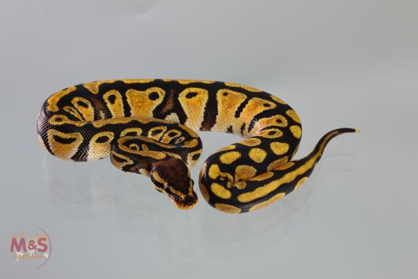 0.1 (Female) Africa Odd ( YELLOW/GELB ) Königspython FZ´19 Python regius