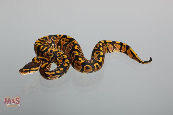 0.1 ( Female ) Gravel Königspython NZ´M&S´17 Python regius