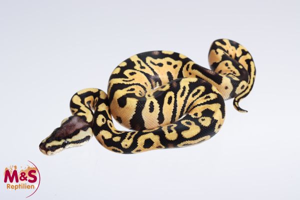 0.1 (Female) Pastel poss. Gravel Königspython NZ´M&S´22 Python regius