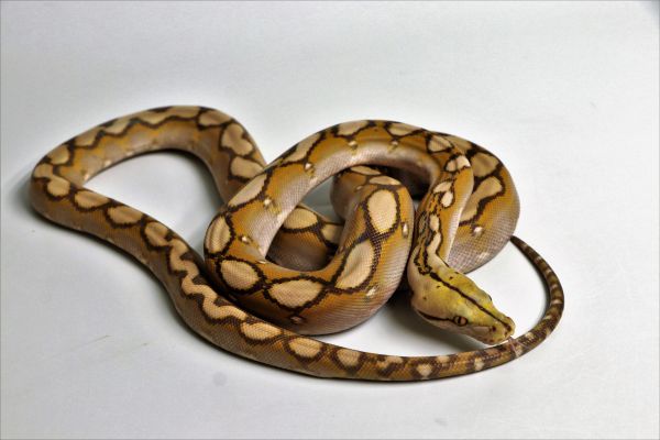 1.0 (Male) Mochino Motley Netzpython NZ&#039; 20 Python b.reticulatus (Originalbild)