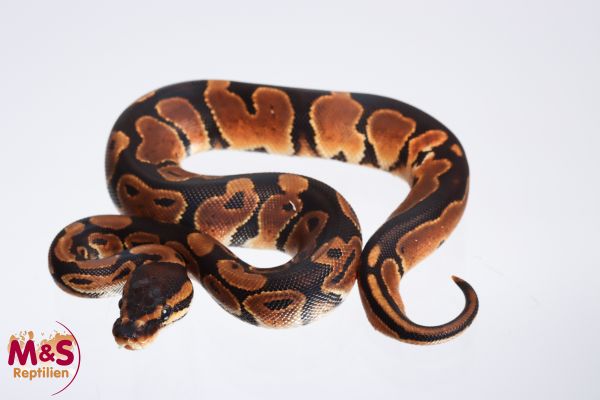 0.1 (Female) Africa Odd ( RINGER ) Königspython FZ´22 Python regius