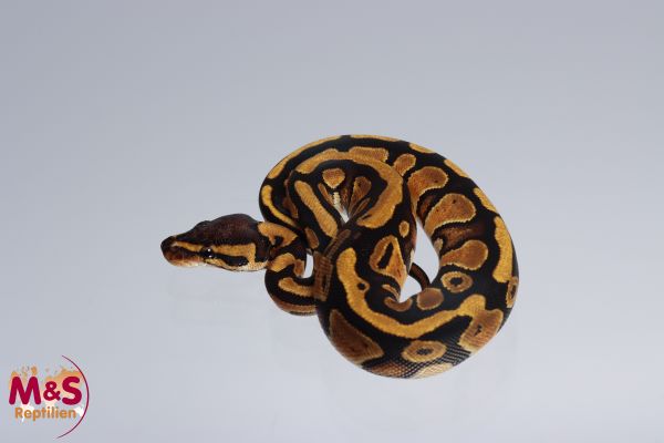 0.1 (Female) Africa Odd ( YELLOW ) Königspython FZ´22 Python regius