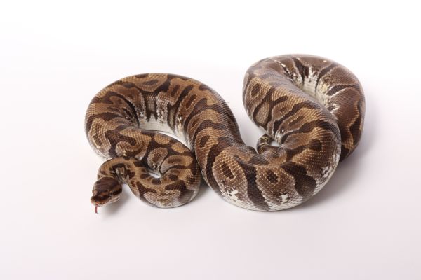 0.1 (Female) Odd - Mojave - Woma Königspython NZ´M&S´18 Python regius