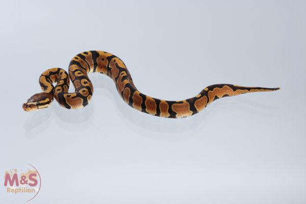 0.1 (Female) Scaleless Head Königspython DNZ´20 Python regius