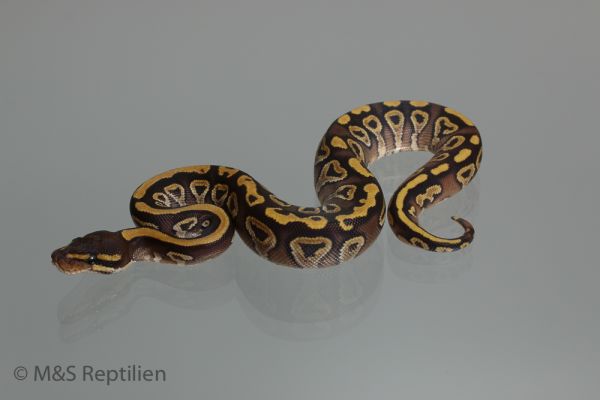 1.0 (Male) Gravel-Mojave Königspython NZ´M&amp;S´16 Python regius
