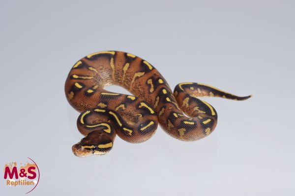 0.1 (Female) Super Gravel Königspython NZ´M&S´22 Python regius