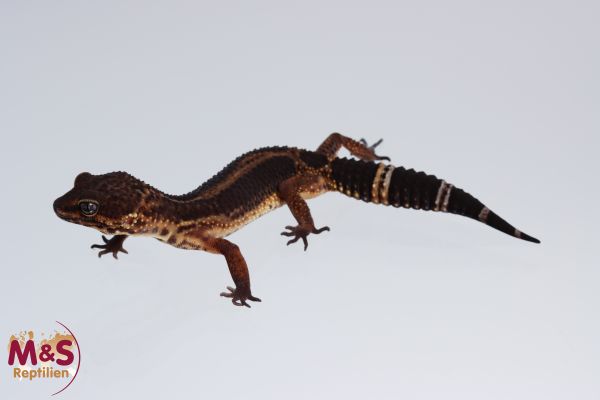 0.1 (Female) Black Night Leopardgecko NZ´22 (medium) E. macularius (Originalbild)