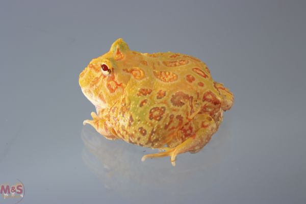 Pac Man Frosch (Schmuckhornfrosch) -small- ALBINO NZ´22 Ceratophrys cranwelli