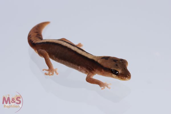 Westlicher Stein Gecko NZ‘adult Diplodactylus granensis rex (Bild zeigt einer der Tiere)