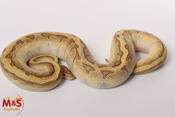 1.0 (Male) Enchi - Lesser - Pinstripe NZ´M&S´19 Python regius