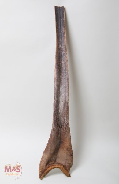 Papah-Holz XL ca. 60 - 70 cm