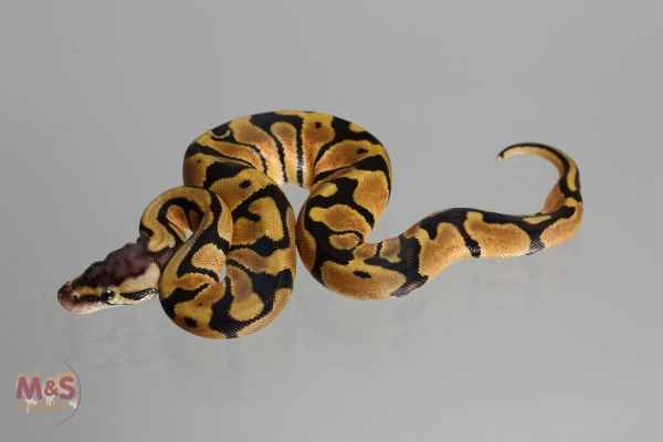 0.1 (Female) Genetic Tiger - Pastel (aka Blade) Königspython NZ´M&amp;S´17 Python regius