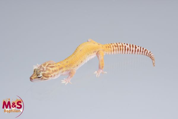 1.0 (Male) Aptor Leopardgecko NZ´22 (adult) E. macularius (Originalbild)