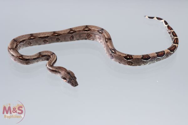 Guyana MIX Boa ca.30 cm NZ´21 Boa constrictor ( Bild zeigt einer der Jungtiere)
