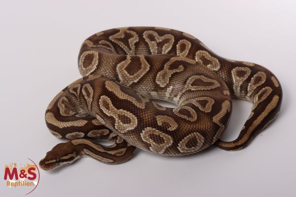 0.1 (Female) Mojave poss. Gravel Königspython NZ´M&S´15 Python regius