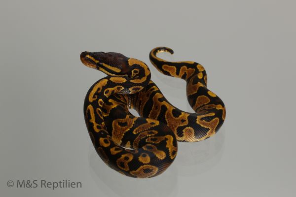 1.0 (Male) Gravel Königspython NZ´M&amp;S´16 Python regius