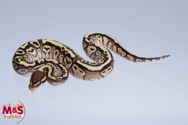 0.1 (Female) Lesser - Pastel pos. Gravel Königspython NZ´M&S´22 Python regius