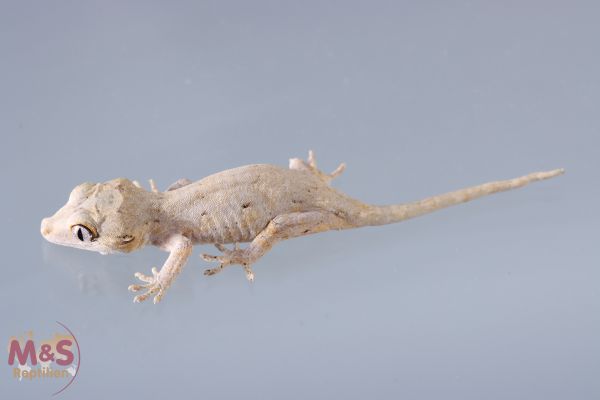 0.1 (Female) Höckerkopfgecko (medium) NZ&#039;21 Rhacodactylus auriculatus (Originalbild)