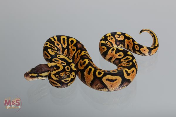 0.1 (Female) Pastel poss. Gravel Königspython NZ´M&amp;S´17 Python regius