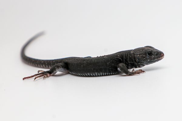 Schwarze Perleidechse NZ´21 (small) Timon lepidus (Symbolbild)