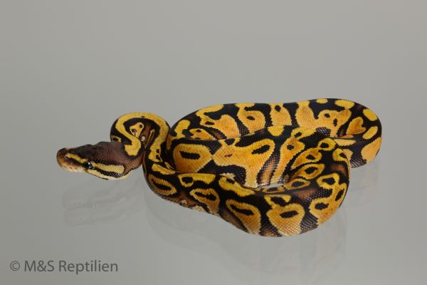 0.1 ( Female ) Gravel-Pastel Königspython NZ´M&S´16 Python regius