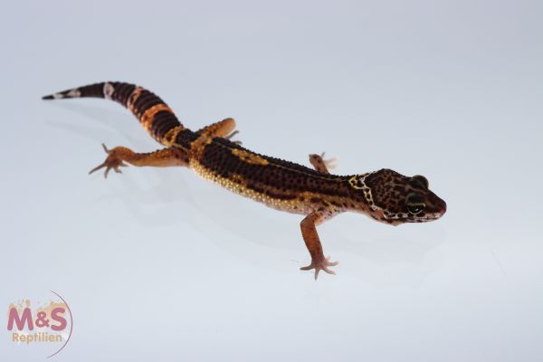 (auf Weibchen? inkubiert) Black Night Mandarin het. Noir Desire Leopardgecko NZ´20 Eublepharis macul