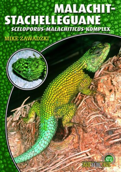 Malachit Stachelleguane Sceloporus-malachiticus-Komplex M. Zawad