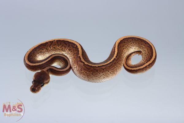 0.1 (Female) Cinnamon - Cypress - Pinstripe Königspython NZ´M&S´20 Python regius