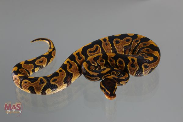 0.1 (Female) Gravel Königspython NZ´M&amp;S´19 Python regius