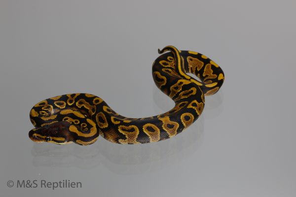 0.1 ( Female) Gravel Königspython NZ´M&amp;S´16 Python regius