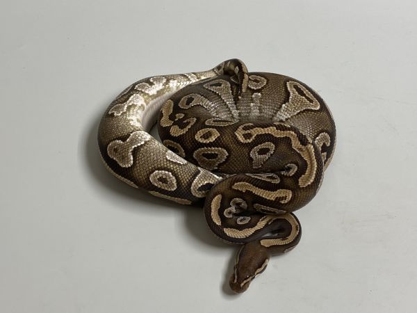 0.1 ( Female ) Gravel-Mojave Königspython NZ´M&S´17 Python regius