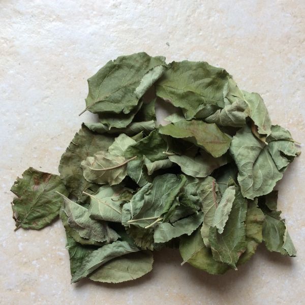 Apfelblätter grün getrocknet, 30 Stück (Futter/Dekoblätter)